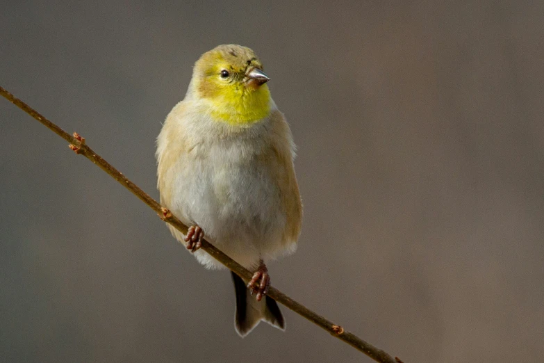 a bird perched on a thin twig