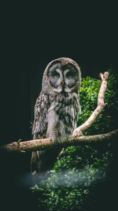 an owl perched on top of a tree nch