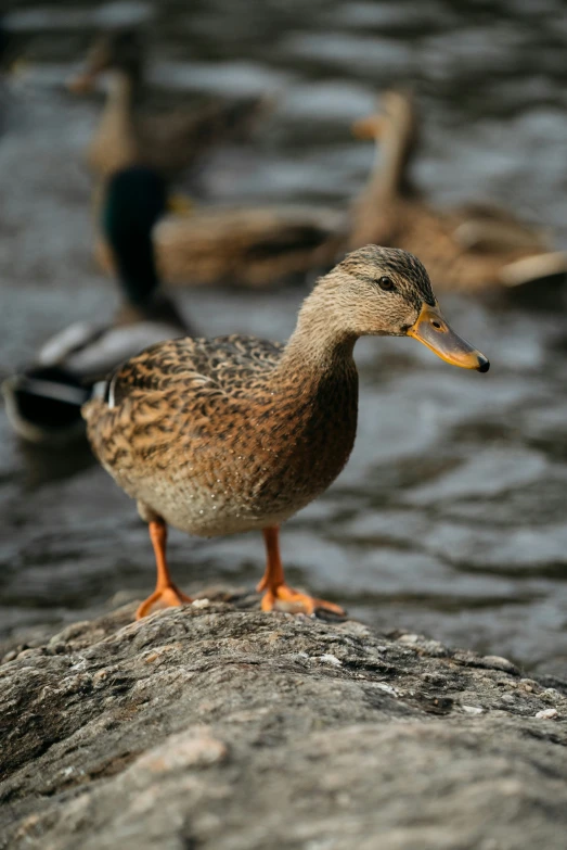 a duck standing on a rock with other ducks