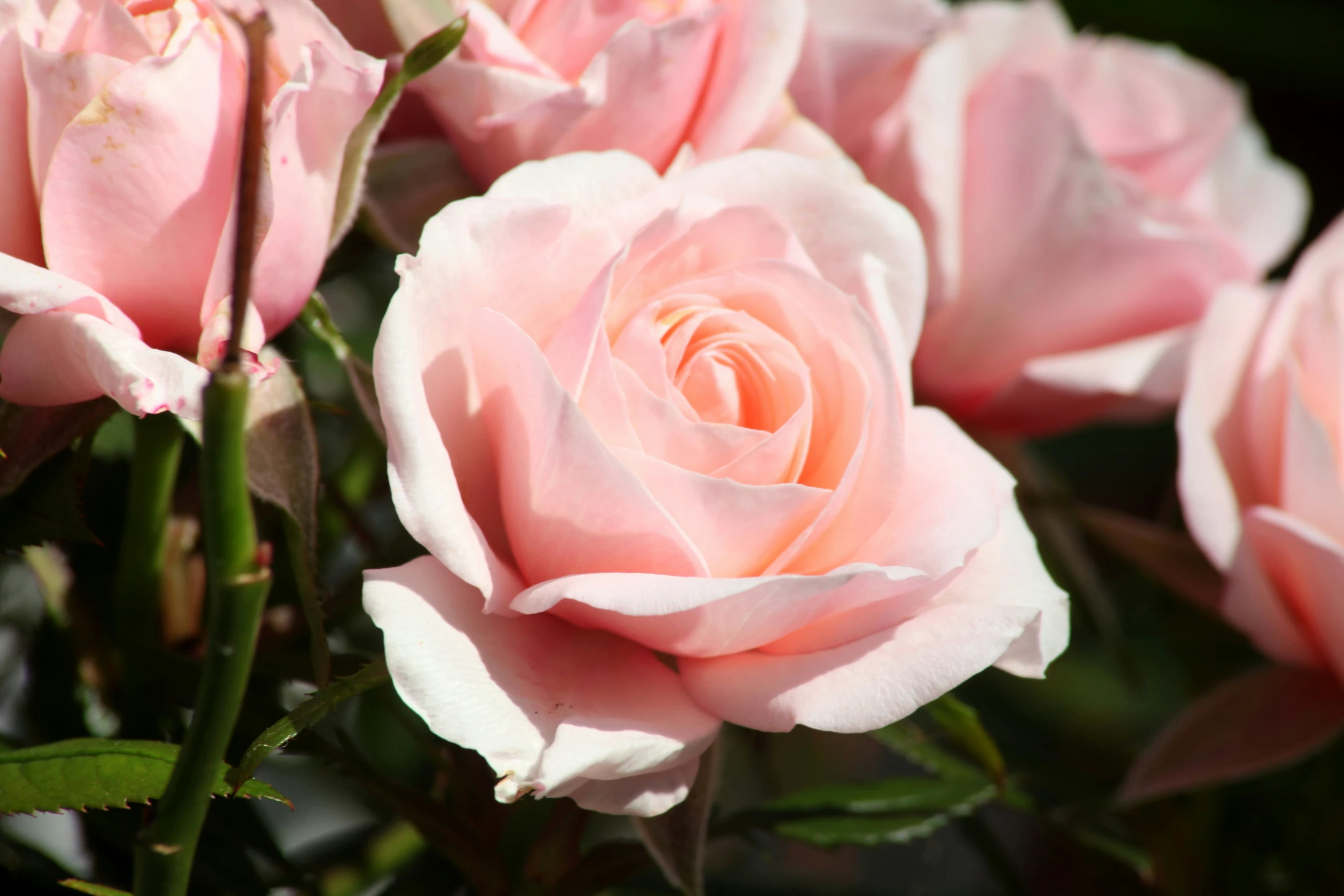 pink roses bloom in a sunny garden setting