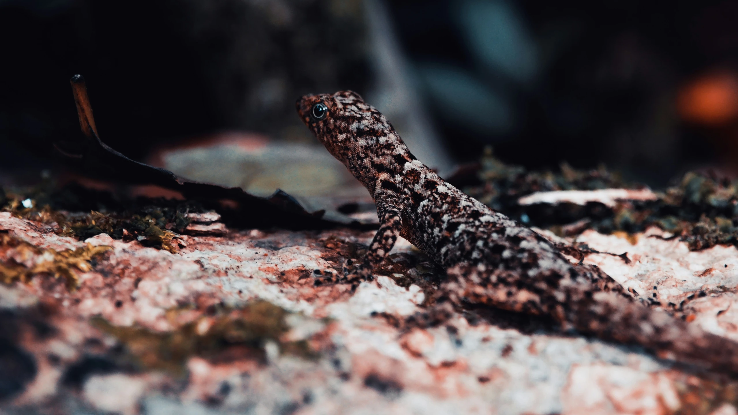 an animal with a black head and neck sitting on a rocky ground