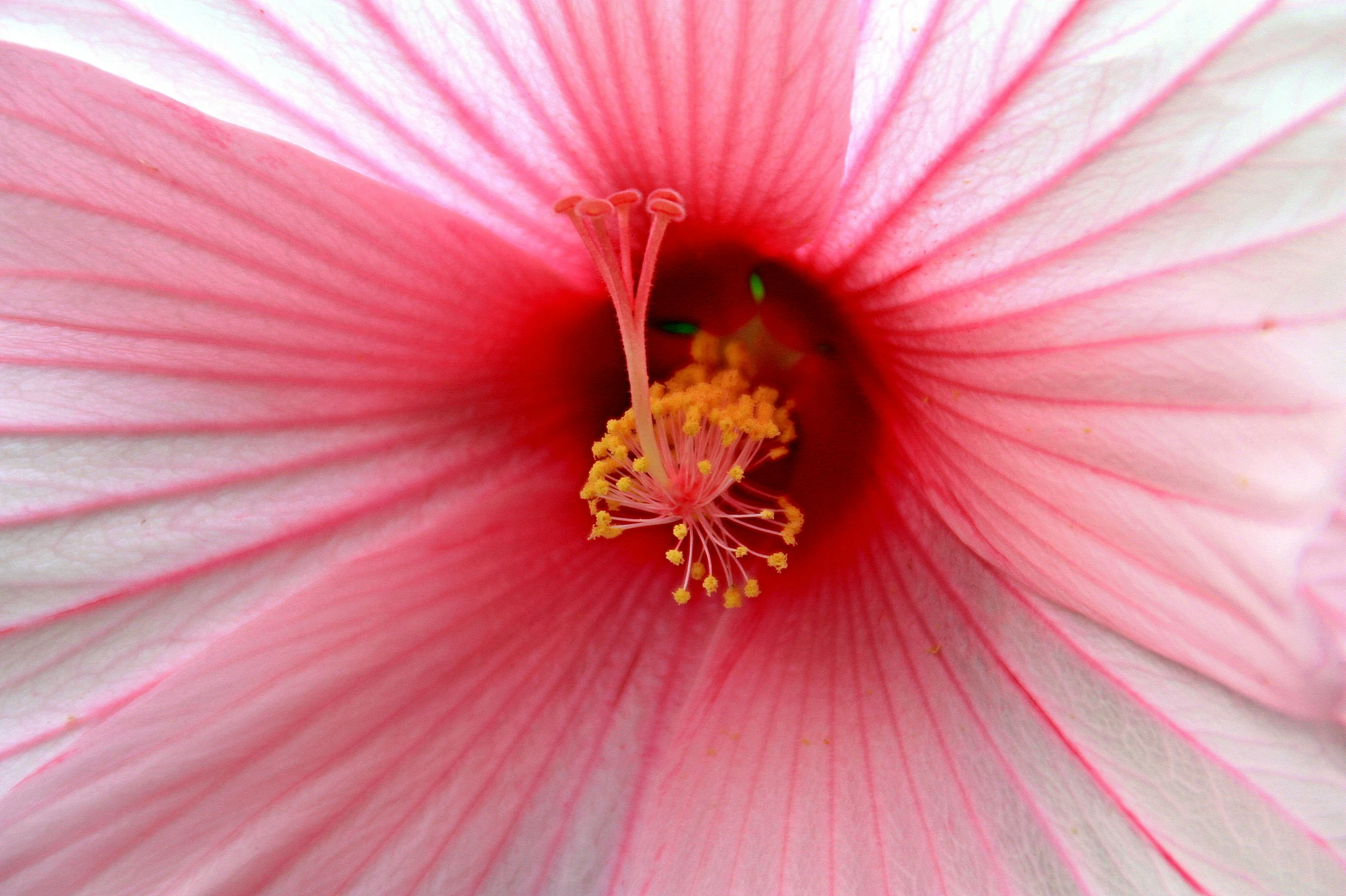 a flower that is pink with yellow stamen