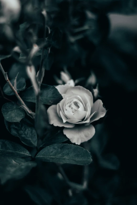 a large rose with many flowers around it