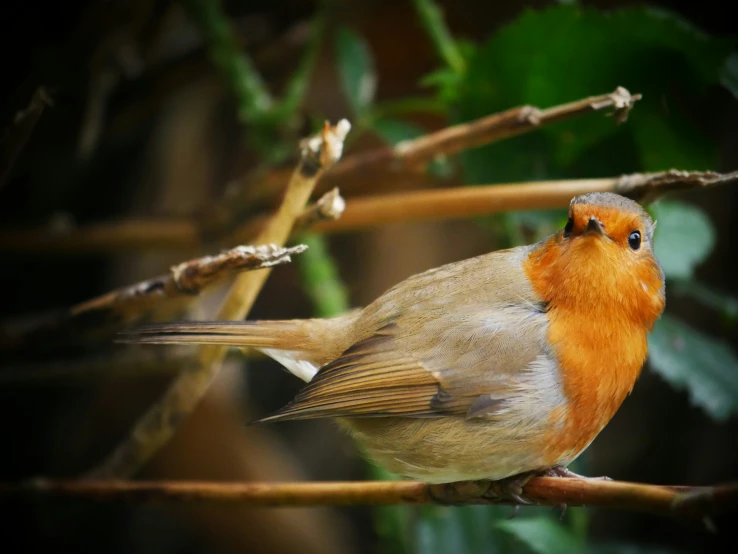 a little bird perched on top of a tree nch