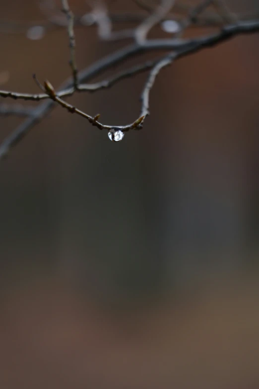 the rain drops onto a twig in the day