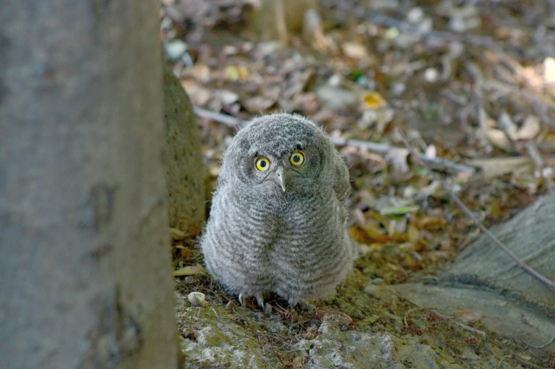 a bird looking at the camera with one eyes closed