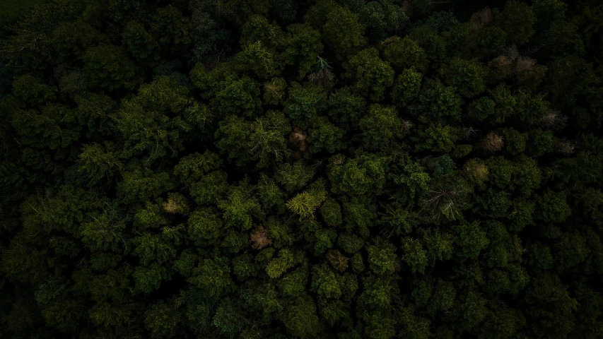 top down aerial view of the forest with many trees