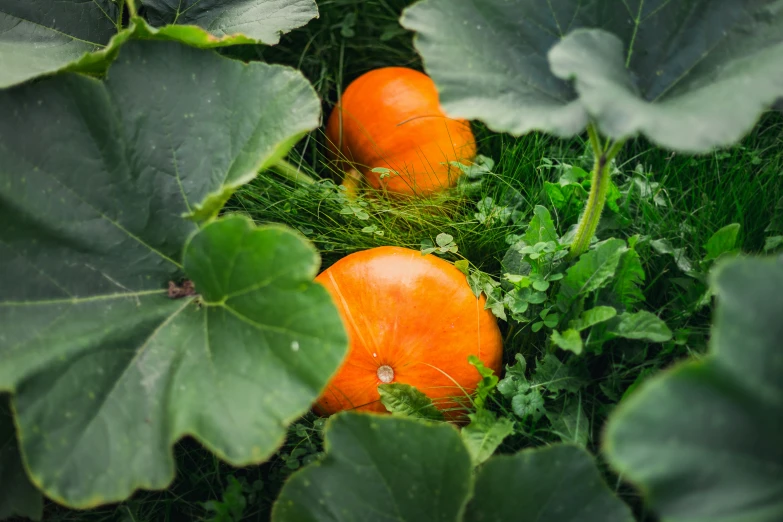 two pumpkins resting on the lush green leaves