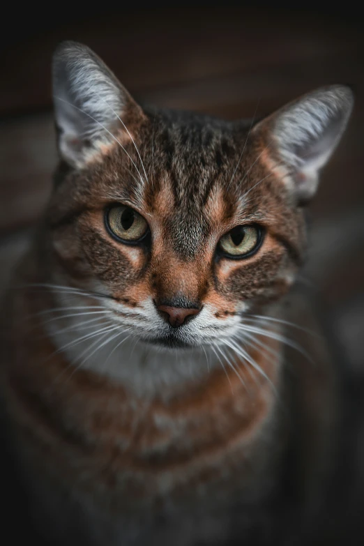 a tiger cat staring directly at the camera