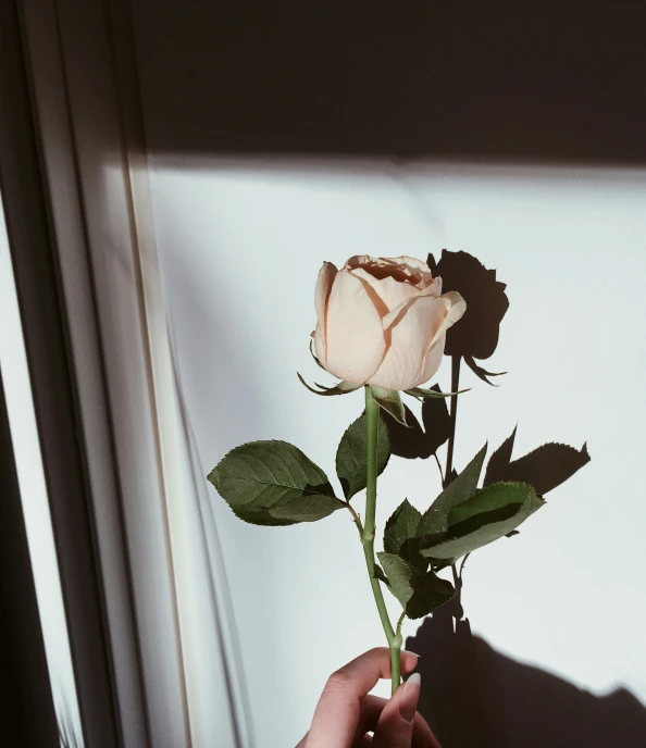 a person holding a single flower in their hand