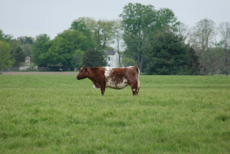 the lone cow is standing in the open field