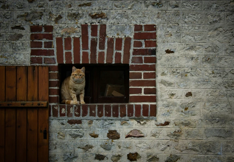 a cat looking out a window with no windows