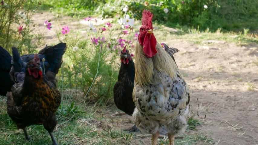 several chickens in grass on a farm near flowers