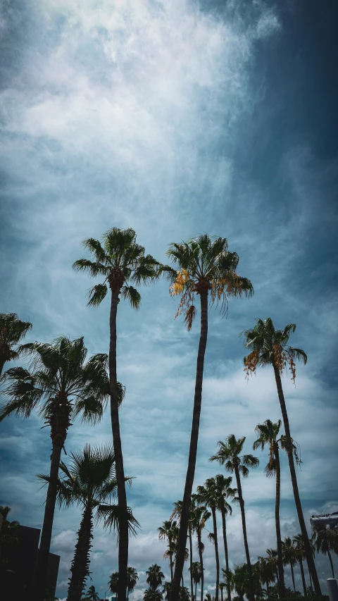 the tall palm trees are against the blue sky