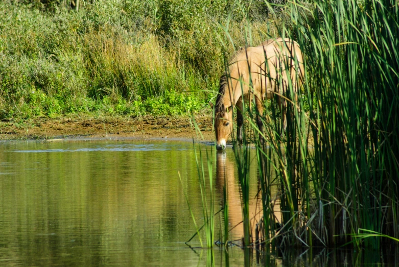 an adult horse drinking water at the edge of a pond