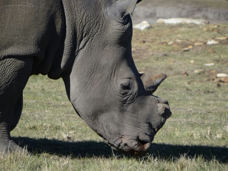 the rhino is eating grass outside in the field