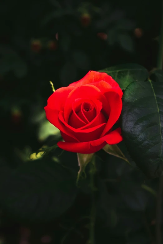 a bright red rose in the middle of some leaves