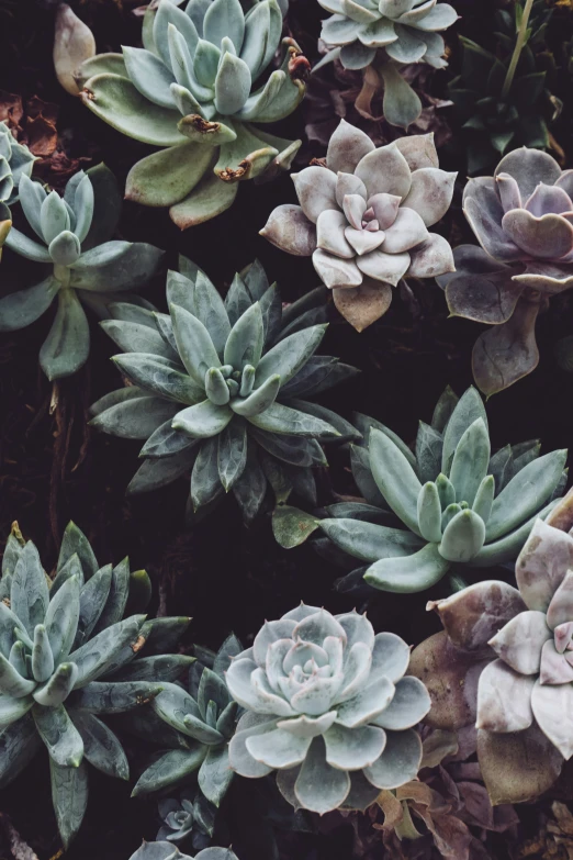 there are several small plants together in the planter