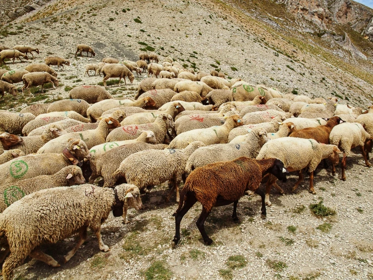 a heard of sheep grazing on the side of a steep mountain