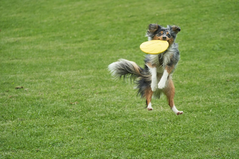 a dog jumping into the air catching a frisbee