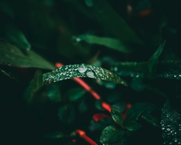 rain - droplet ring on a green plant during the day