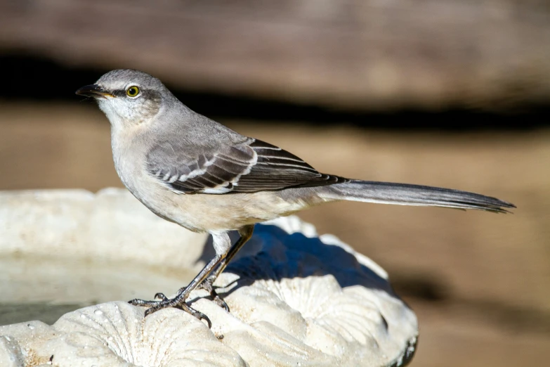 a small bird sitting on top of a metal bowl