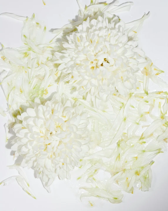 white flowers on a table with only leaves