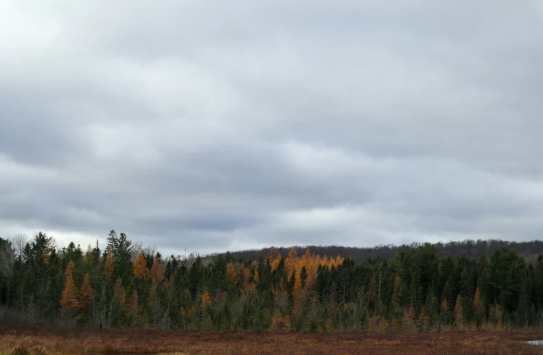 the landscape in front of the tall trees shows its colorful colors