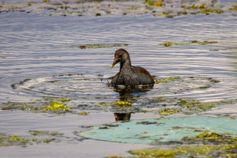 a duck floating on top of a lake surrounded by green algae