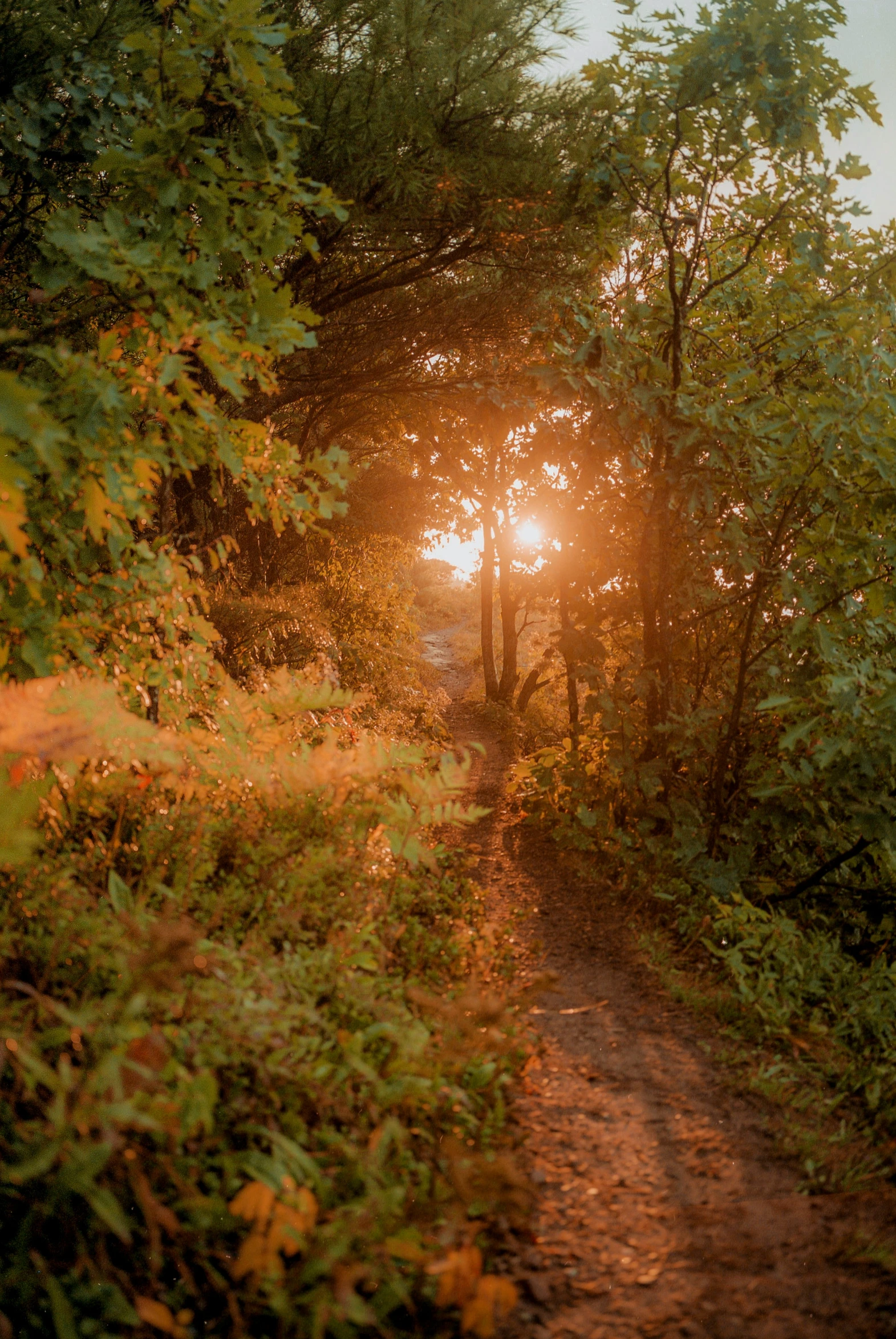 a path in the forest, with the sun behind it