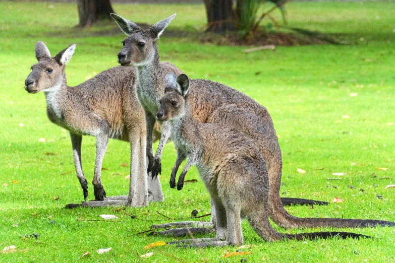 three kangaroos are standing in grass with trees in the background