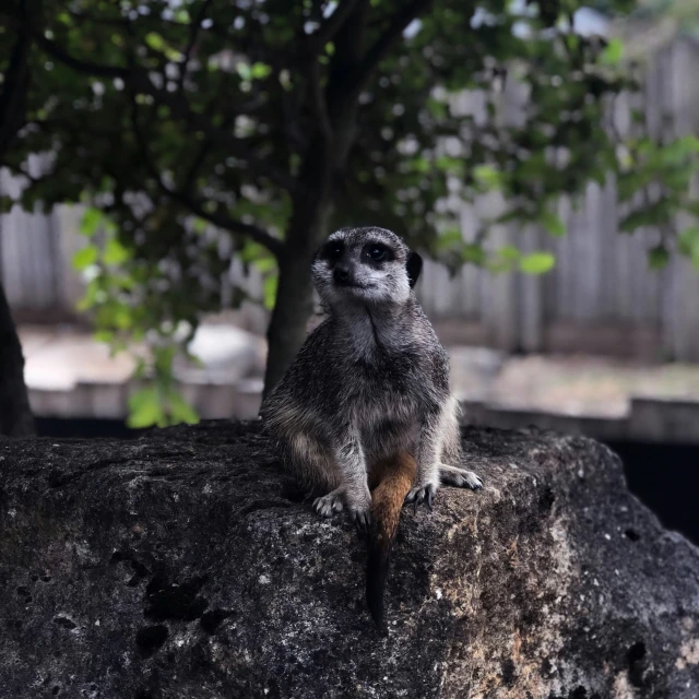 small brown animal sitting on the rock with green trees in background