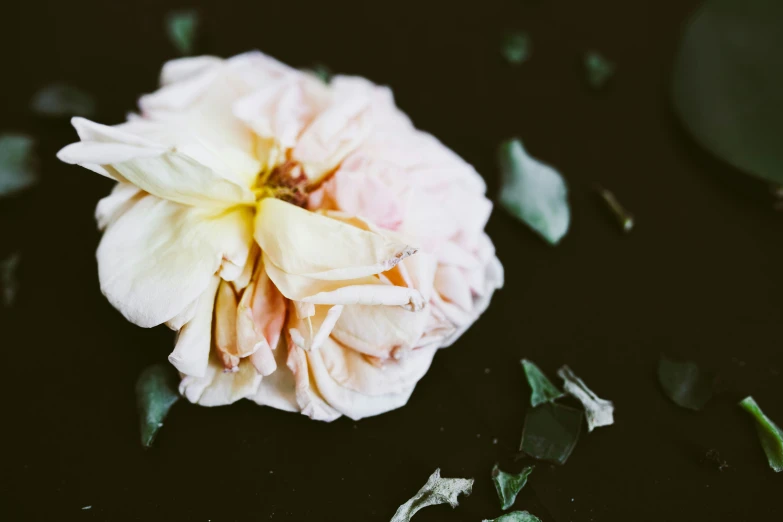 a flower sits on a table surrounded by leaves