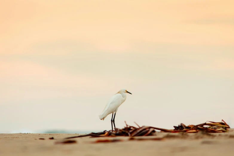 a white bird with long legs standing in a pile of sticks