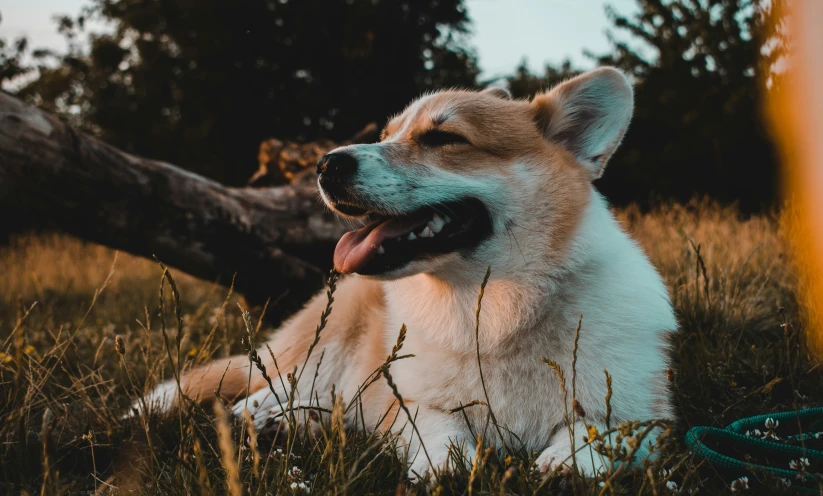 a dog that is laying down in the grass