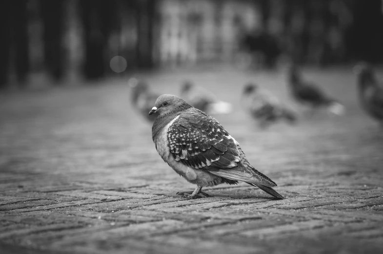 a group of birds sitting on top of a street