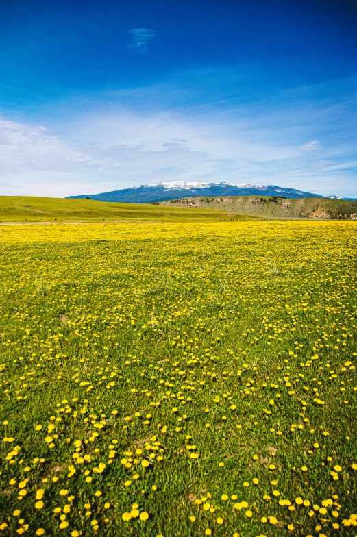 there is a blue sky with yellow flowers in the field