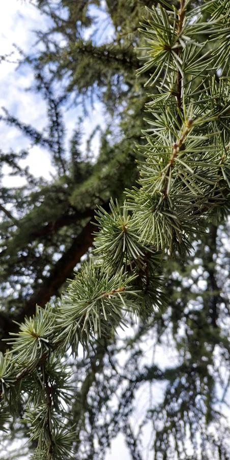 a bird perched on top of a pine tree