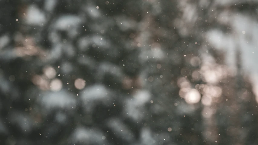 a blurry tree background with snow falling