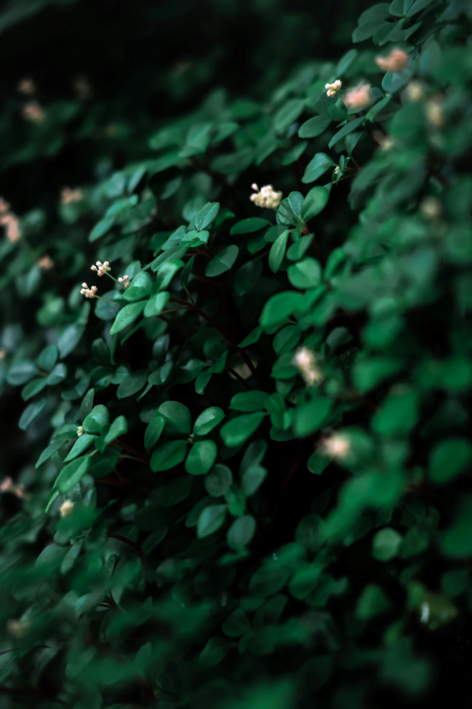 small white flowers and green leaves on a plant