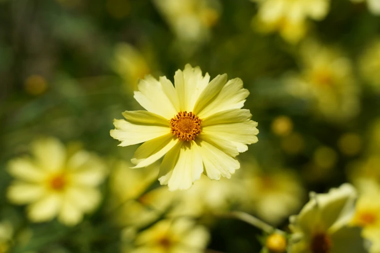 a close up view of a yellow flower