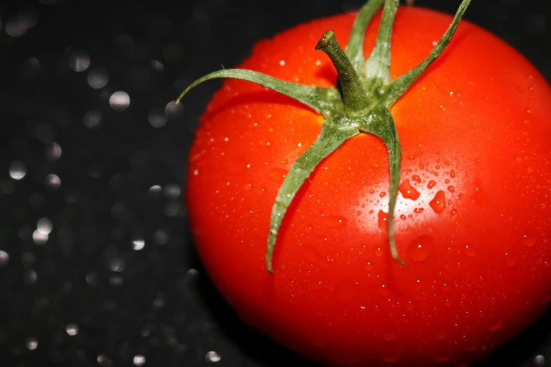 the fresh tomato is ready to be picked