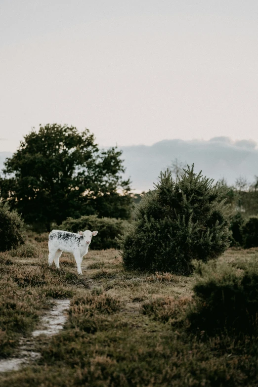 a cow is standing in the distance on a grassy plain