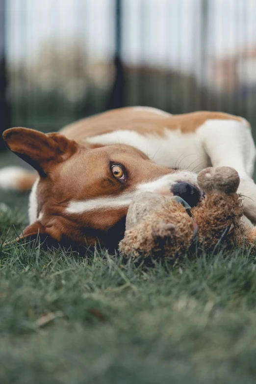 a brown and white dog chewing on a teddy bear
