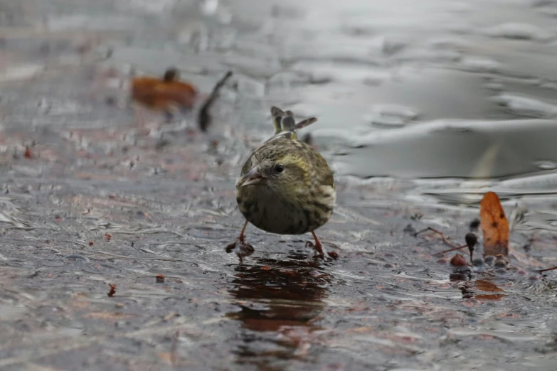 a bird is standing in some water with its beak up
