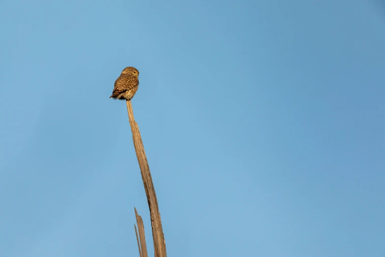 there is a small bird sitting on a thin stalk