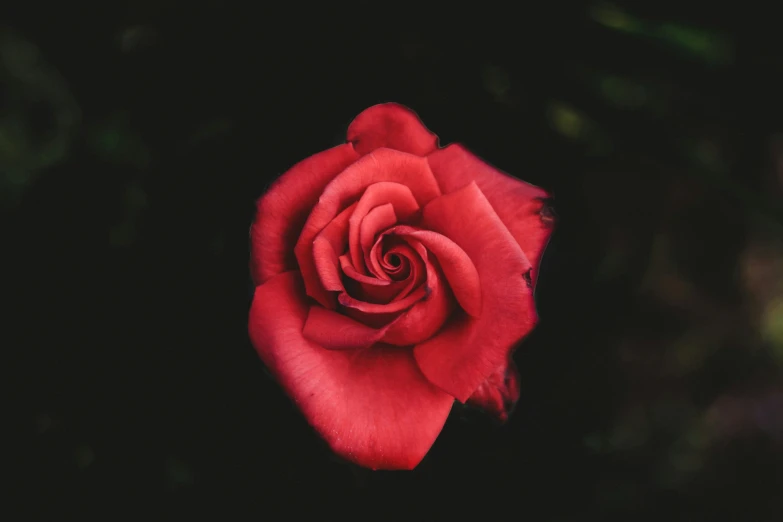 a close up of a red rose flower