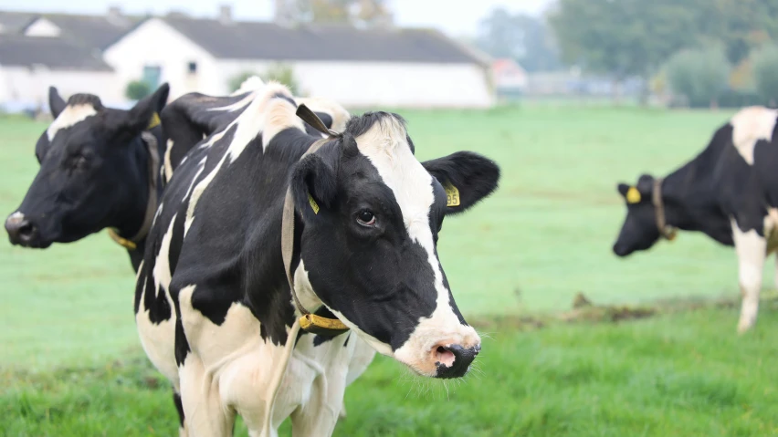 two black and white cows with a yellow tag on their collar