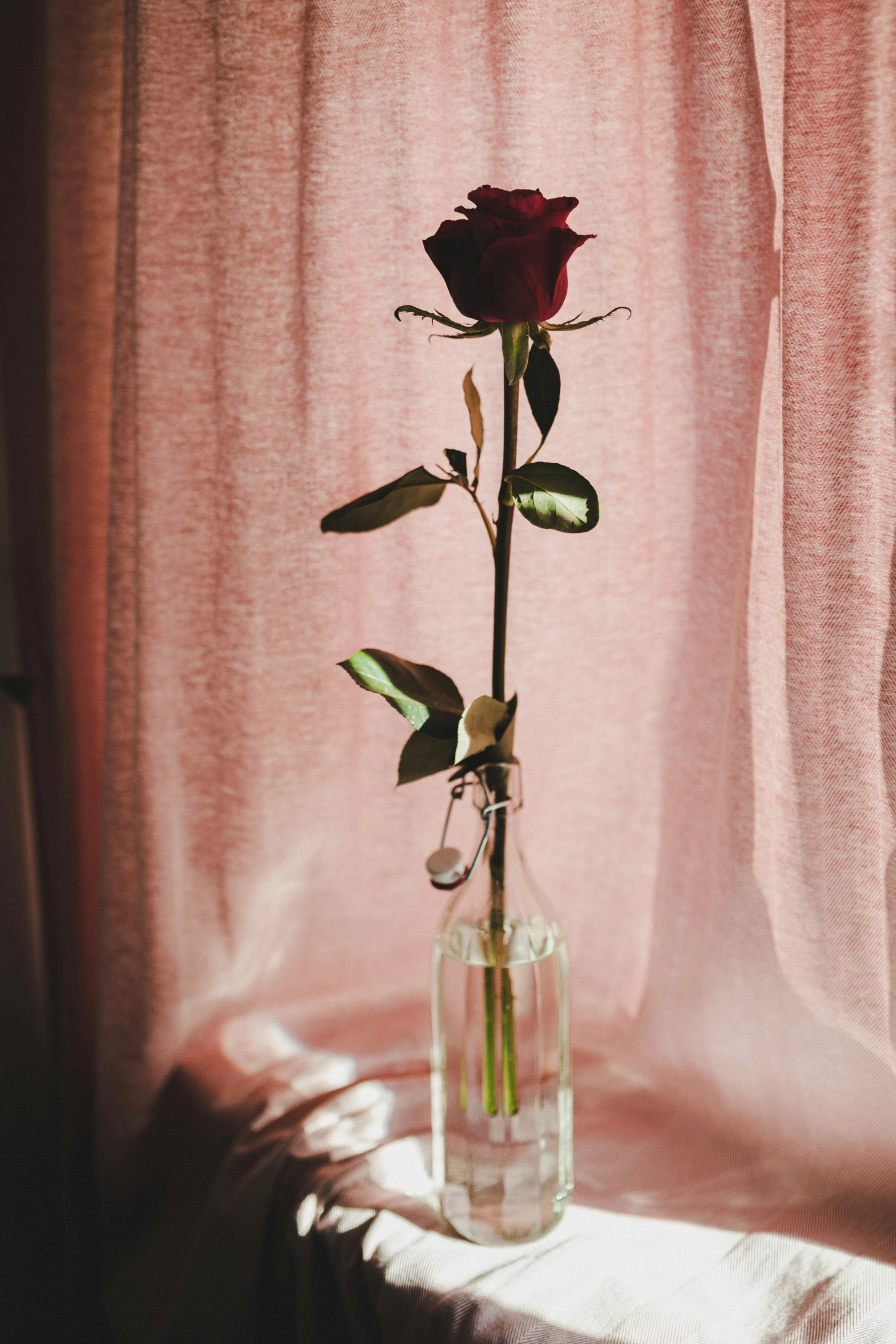 a single flower in a vase on the table