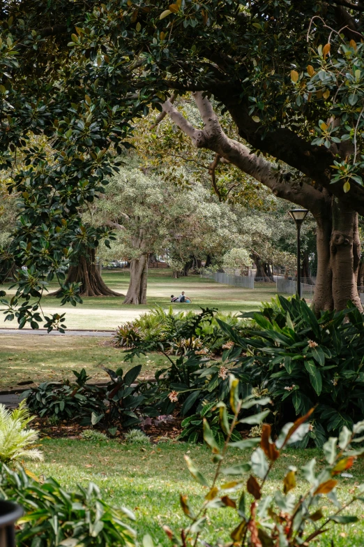 an old po of park benches near some trees